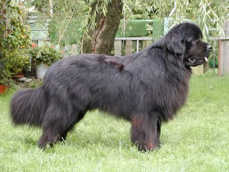 Neufundländer Hunde Foto 958 Neufundländer Black Animals Jim Beam * 18.01.2001