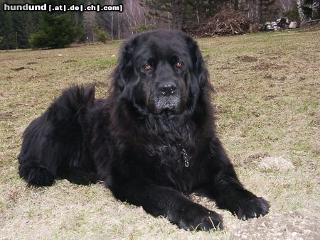 Neufundländer Hunde Foto 13710 Neufundländer Ivo von den Koehnitzteichen *4.8.1995/foto : 07/2004