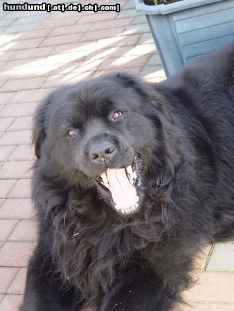 Neufundländer Hunde Foto 5030 Neufundländer Hallo mein Name ist Ben und lasse mich immer wieder fotografieren.