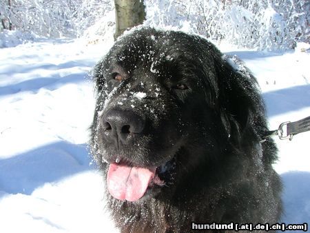 Neufundländer Hunde Foto 9415 Neufundländer Thanatos talus