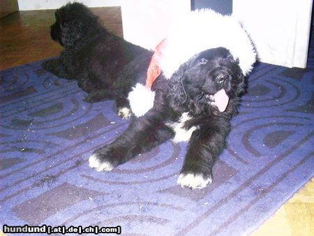 Neufundländer Hunde Foto 17436 Neufundländer Das Christkind ist da