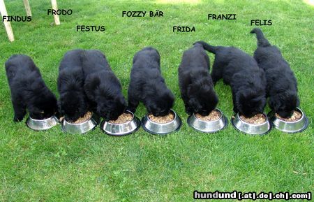 Neufundländer Hunde Foto 21772 Neufundländer Kleine Neufis