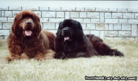 Neufundländer Hunde Foto 8512 Neufundländer Gustel und Aico v. Elsterufer, zwei gute Freunde