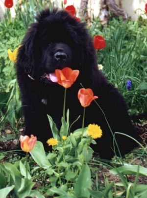 Neufundländer Hunde Foto 411 Neufundländer
