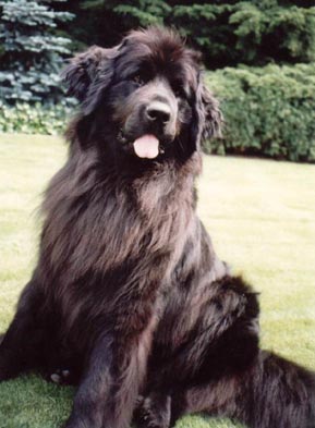 Neufundländer Hunde Foto 413 Neufundländer