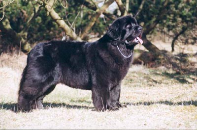 Neufundländer Hunde Foto 414 Neufundländer