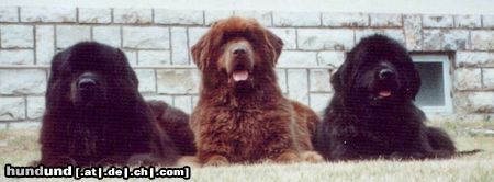 Neufundländer Hunde Foto 5166 Neufundländer