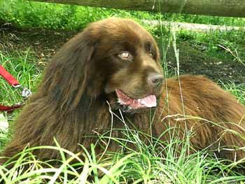 Neufundländer Boccaccio vom Hof der Freyja