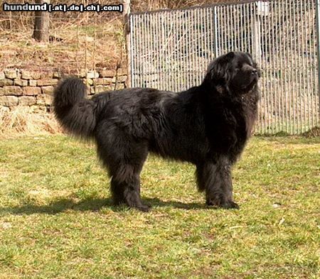 Neufundländer Hunde Foto 19715 in höherer Auflösung ansehen Neufundländer Lord of Dark's Angelo