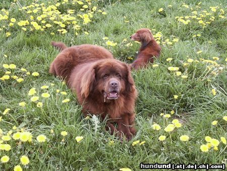 Neufundländer Hunde Foto 16185 Neufundländer