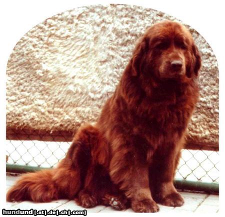 Neufundländer Hunde Foto 5187 Neufundländer Bärli v. Elsterufer