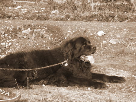 Neufundländer Hunde Foto 40507 Neufundländer Balu