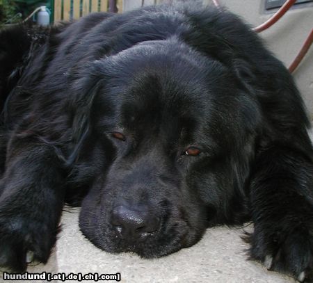 Neufundländer Hunde Foto 7599 Neufundländer Thanatos talus