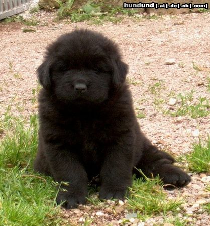 Neufundländer Hunde Foto 21633 in höherer Auflösung ansehen Neufundländer Lord of Dark's Beauty (6 Wochen alt)