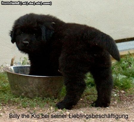 Neufundländer Hunde Foto 21886 Neufundländer Lord of Dark's Billy the Kid