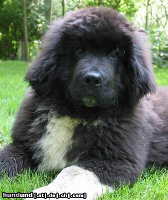 Neufundländer Hunde Foto 4778 Neufundländer Brösel, 14 Wochen alt