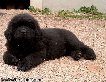 Neufundländer Hunde Foto 22074 in höherer Auflösung ansehen Neufundländer Lord of Dark's Bodyguard (8 Wochen alt)