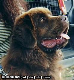 Neufundländer Hunde Foto 8379 Neufundländer Bummi Bär von Anhalt