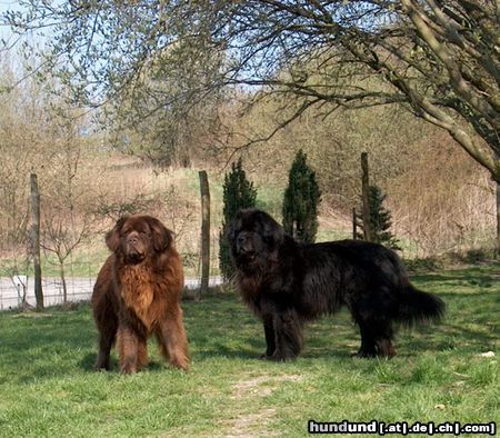 Neufundländer Hunde Foto 2998 Neufundländer zwei Freunde für's Leben