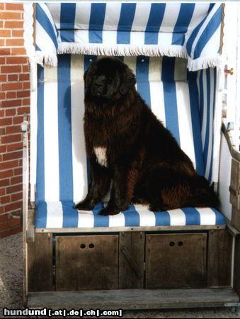 Neufundländer Hunde Foto 14875 Neufundländer Cheyenne