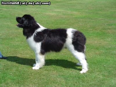 Neufundländer Hunde Foto 18196 in höherer Auflösung ansehen Neufundländer der neufundlander