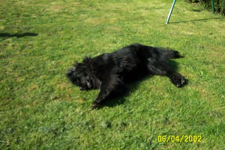Neufundländer Hunde Foto 2564 Neufundländer So geht es mir gut