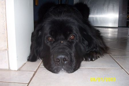 Neufundländer Hunde Foto 2563 Neufundländer mein Charakterkopf