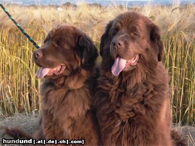 Neufundländer Hunde Foto 4613 Neufundländer Desteny und Josie vom Wiehen