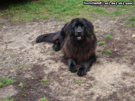 Neufundländer Hunde Foto 16920 in höherer Auflösung ansehen Neufundländer Nala