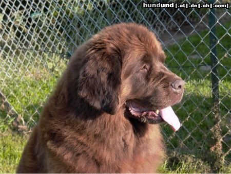 Neufundländer Hunde Foto 4616 Neufundländer Desteny vom Wiehen