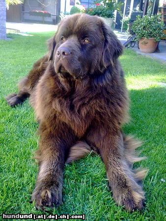 Neufundländer Hunde Foto 44960 Neufundländer Arthus (Eddy) der König