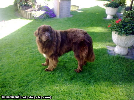 Neufundländer Hunde Foto 44961 Neufundländer Eddy 16 Monate aktuell