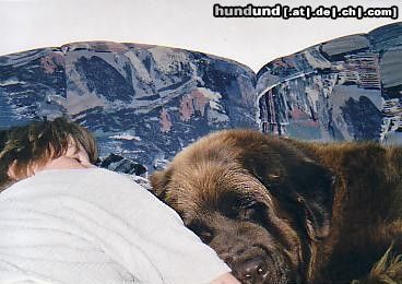 Neufundländer Hunde Foto 8381 Neufundländer Süße Träume