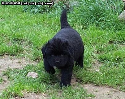 Neufundländer Hunde Foto 11345 Neufundländer Hoppla, jetzt komm ich!!