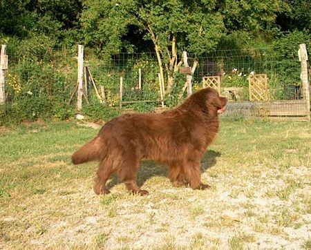 Neufundländer Filou, 11 Jahre alt