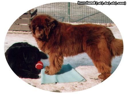 Neufundländer Hunde Foto 7717 Neufundländer Gustel v. Elsterufer