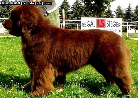 Neufundländer Hunde Foto 8514 Neufundländer Gustel Aug.2002