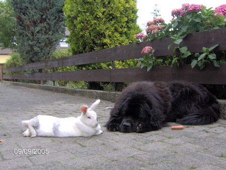 Neufundländer frohe Ostern