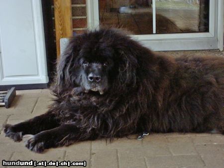 Neufundländer Hunde Foto 17380 in höherer Auflösung ansehen Neufundländer Das ist Heidi