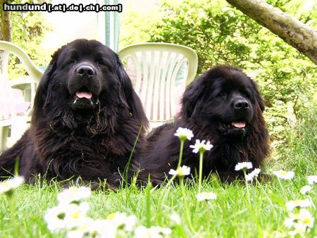 Neufundländer Hunde Foto 5748 Neufundländer Eltern vom Bootsmann