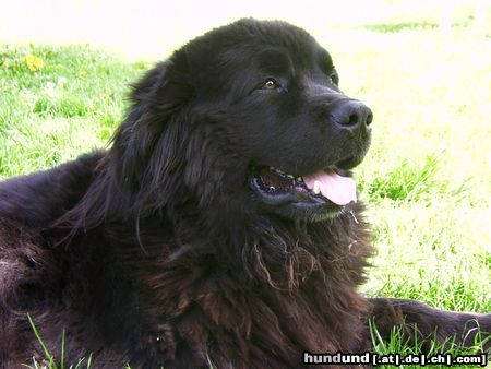 Neufundländer Hunde Foto 3572 Neufundländer der Dicke