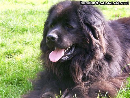 Neufundländer Hunde Foto 3571 Neufundländer Quixi v. Moorbek