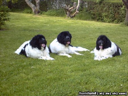 Neufundländer Hunde Foto 11762 Neufundländer Mama / Papa / Sohn vom Zwinger