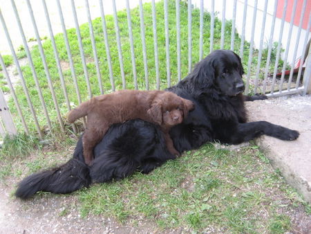 Neufundländer Lord of Dark's Calimero mit Tante Amy