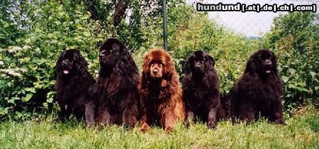 Neufundländer Hunde Foto 9699 Neufundländer Die Rosendahler