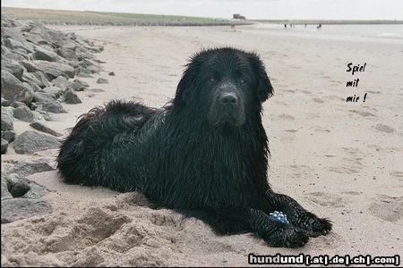 Neufundländer Hunde Foto 19669 Neufundländer