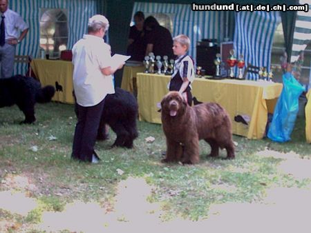 Neufundländer Hunde Foto 5388 Neufundländer Julian 10 Jahre und Bärli beim Junoerenhandling