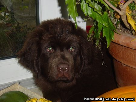 Neufundländer Hunde Foto 19394 in höherer Auflösung ansehen Neufundländer Kimberly versteckt sich