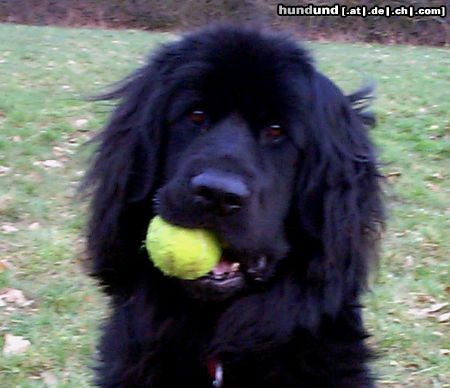 Neufundländer Hunde Foto 7532 Neufundländer