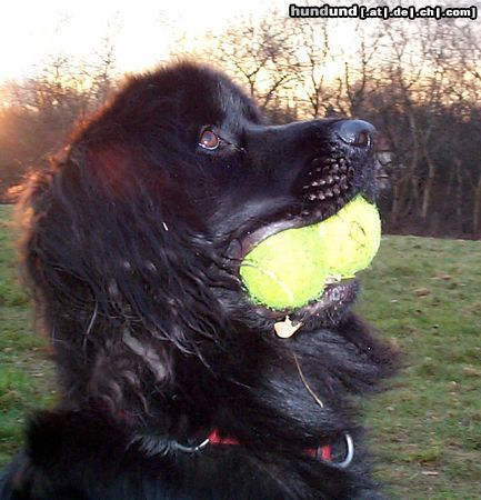 Neufundländer Hunde Foto 7531 Neufundländer